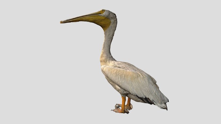 Pelican 3D Model