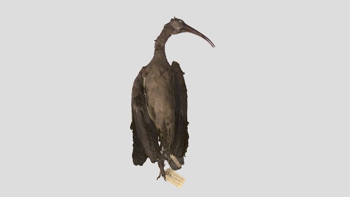FigminXR_B5884_Ibis_500K