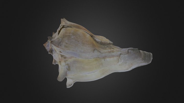 Gastropod: Busycon carica (PRI 76867, spec. 1) – Free 3D Model STL