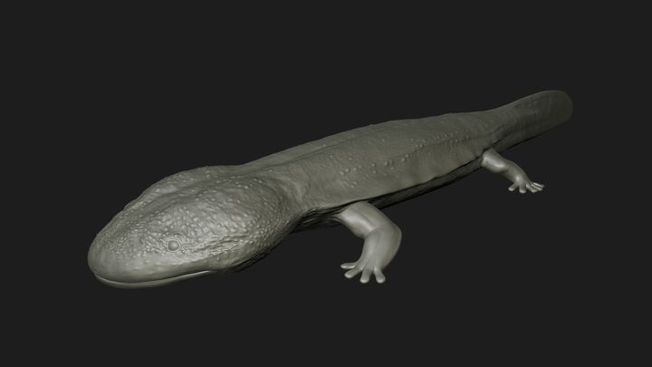 Model 98B - Japanese Giant Salamander Mesh – Free 3D Model STL