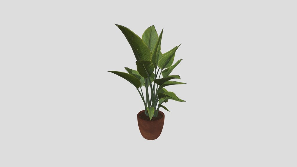 Plant