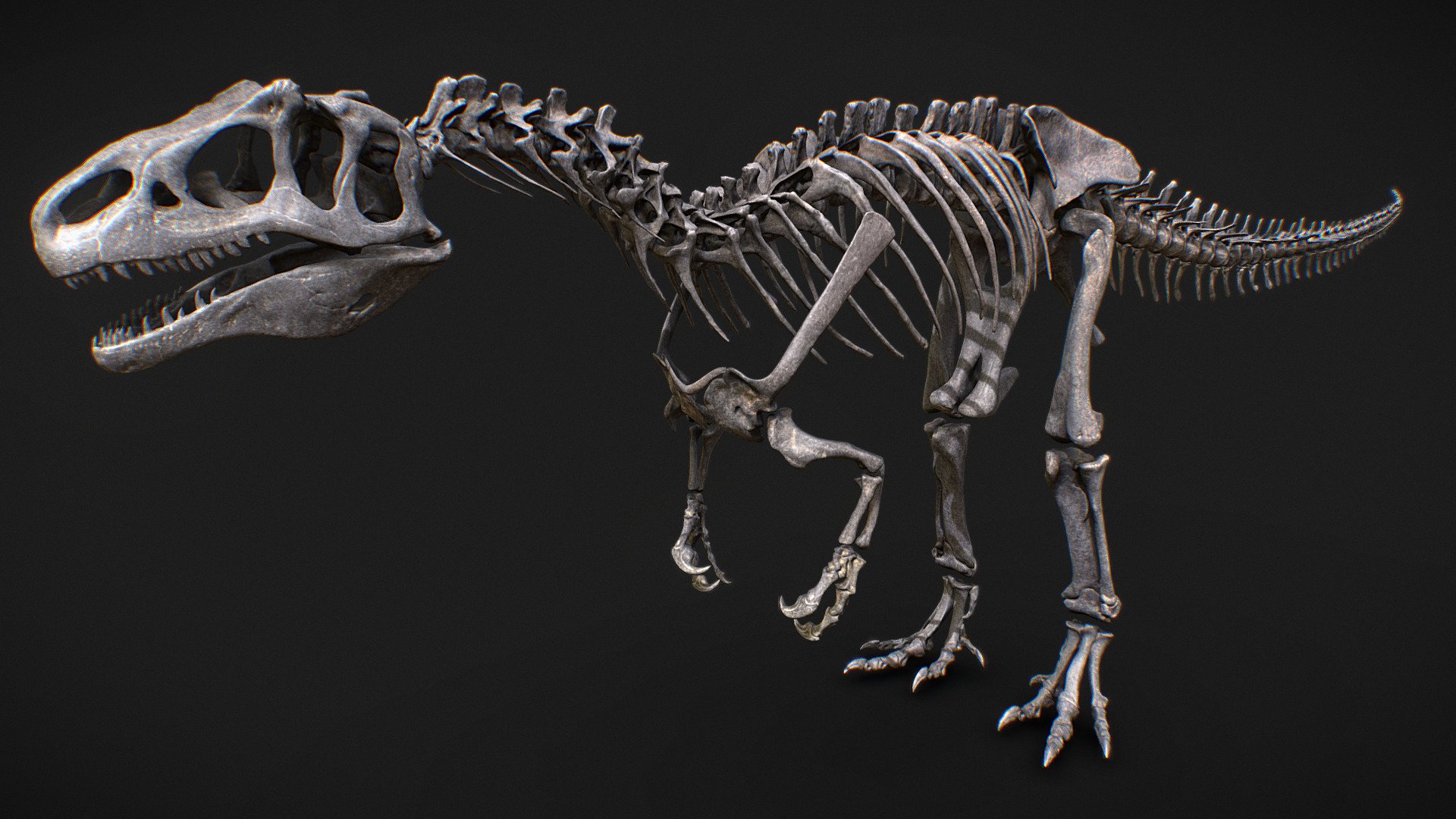 Allosaurus skeleton - Download Free 3D model by Olof Moleman ...