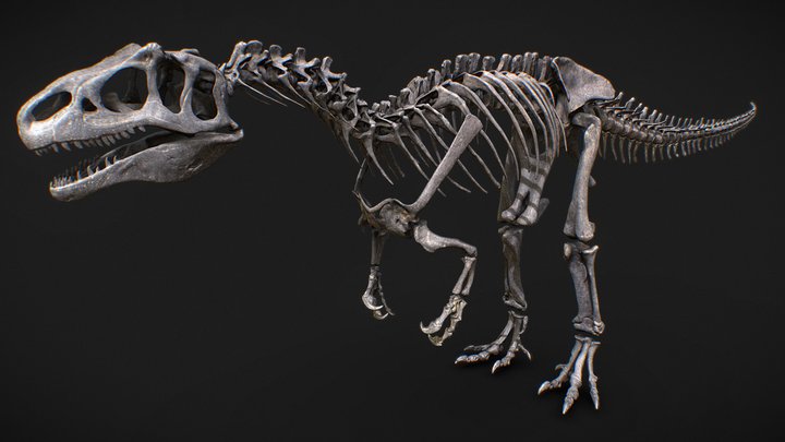 Allosaurus skeleton 3D Model
