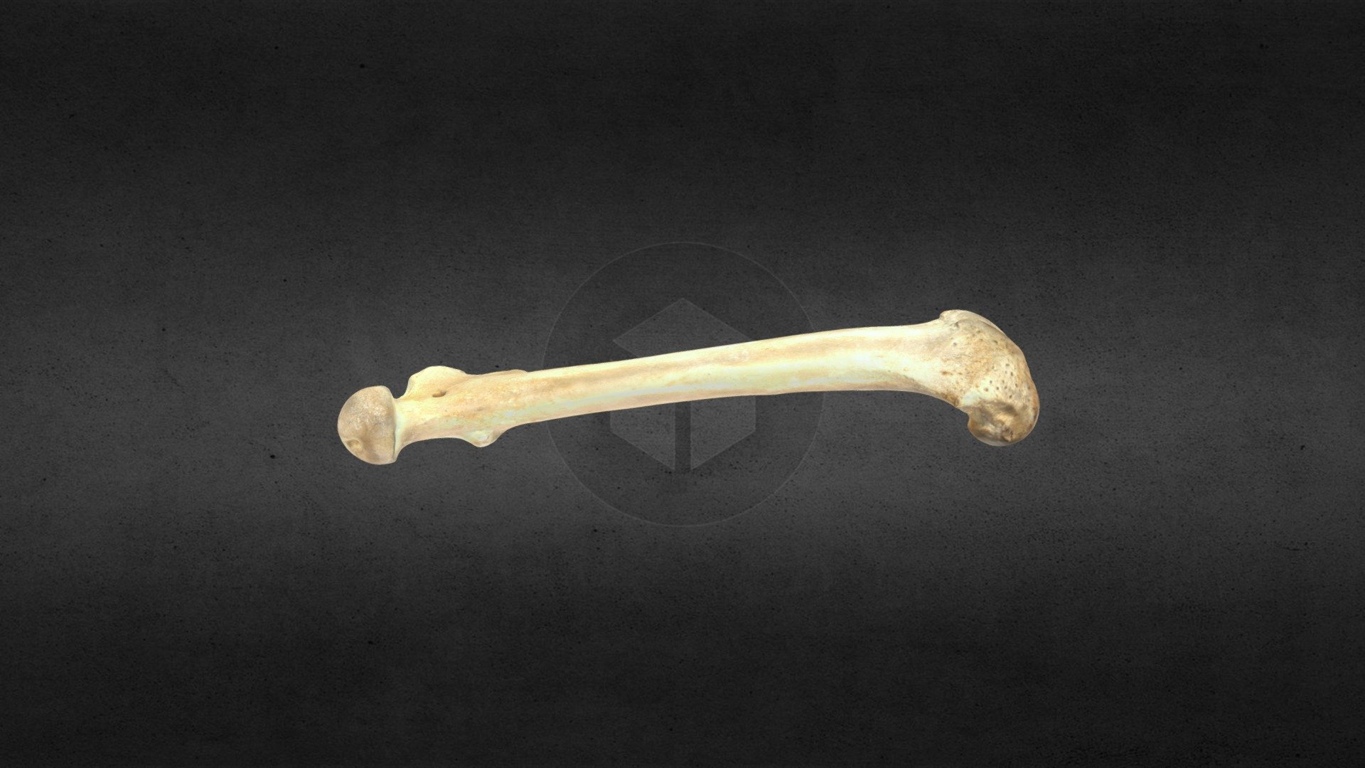 MSCC 007 U Americanus Left Femur Mesh