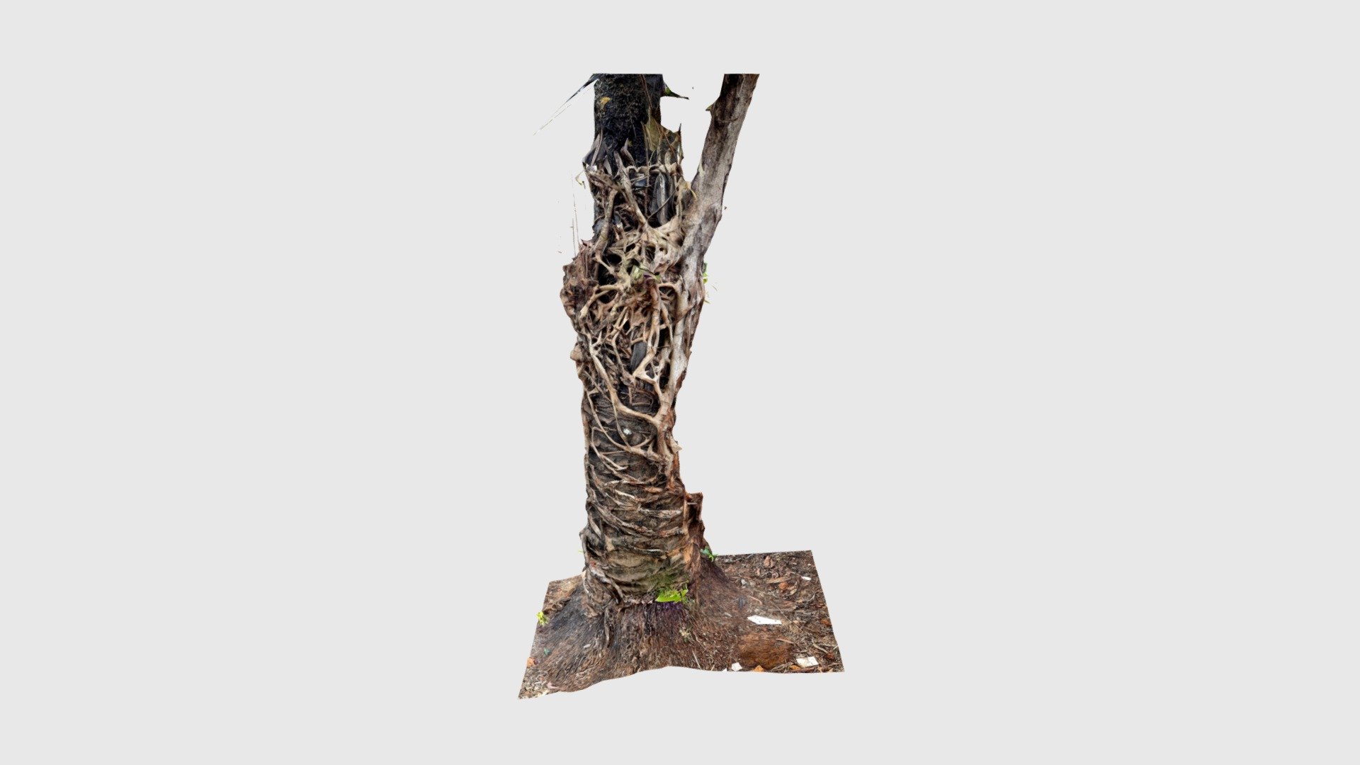 Old palm three wrapped by vine/By hotel new hav…