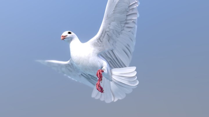 WHITE DOVE 3D Model