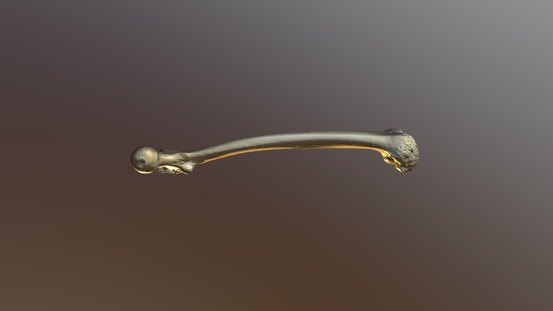 Femur HQ No Texture
