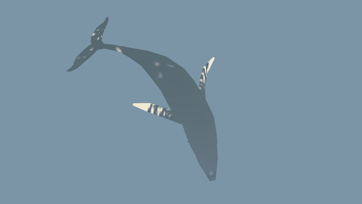 Humpback Whale - animated - marine mammals 3D Model
