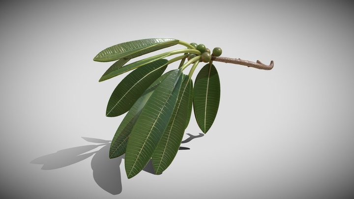 Ficus insipida 3D Model