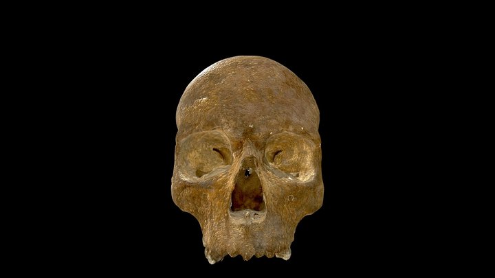 Roman Skull - Lincoln 3D Model