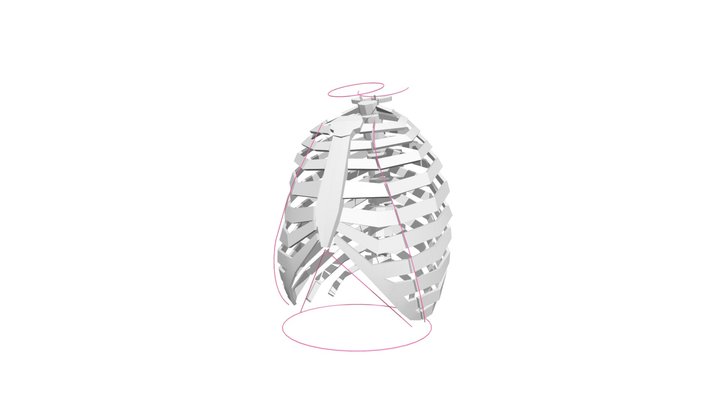 胸腔结构概括 3D Model