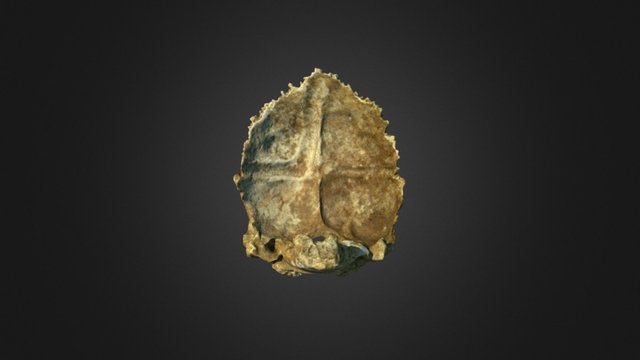 Occipital