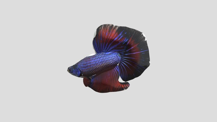 FISF 3D Model