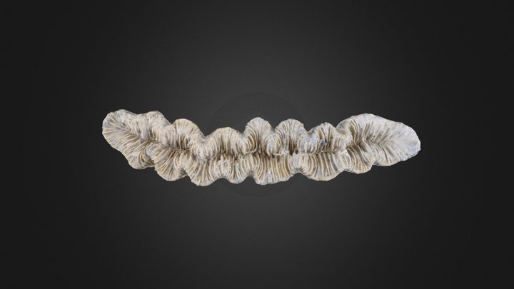 Coral: Thysanus excentricus (PRI 76870) – Modelo 3D gratuito STL