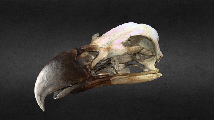 Orel mořský (Sea Eagle) 3D Model