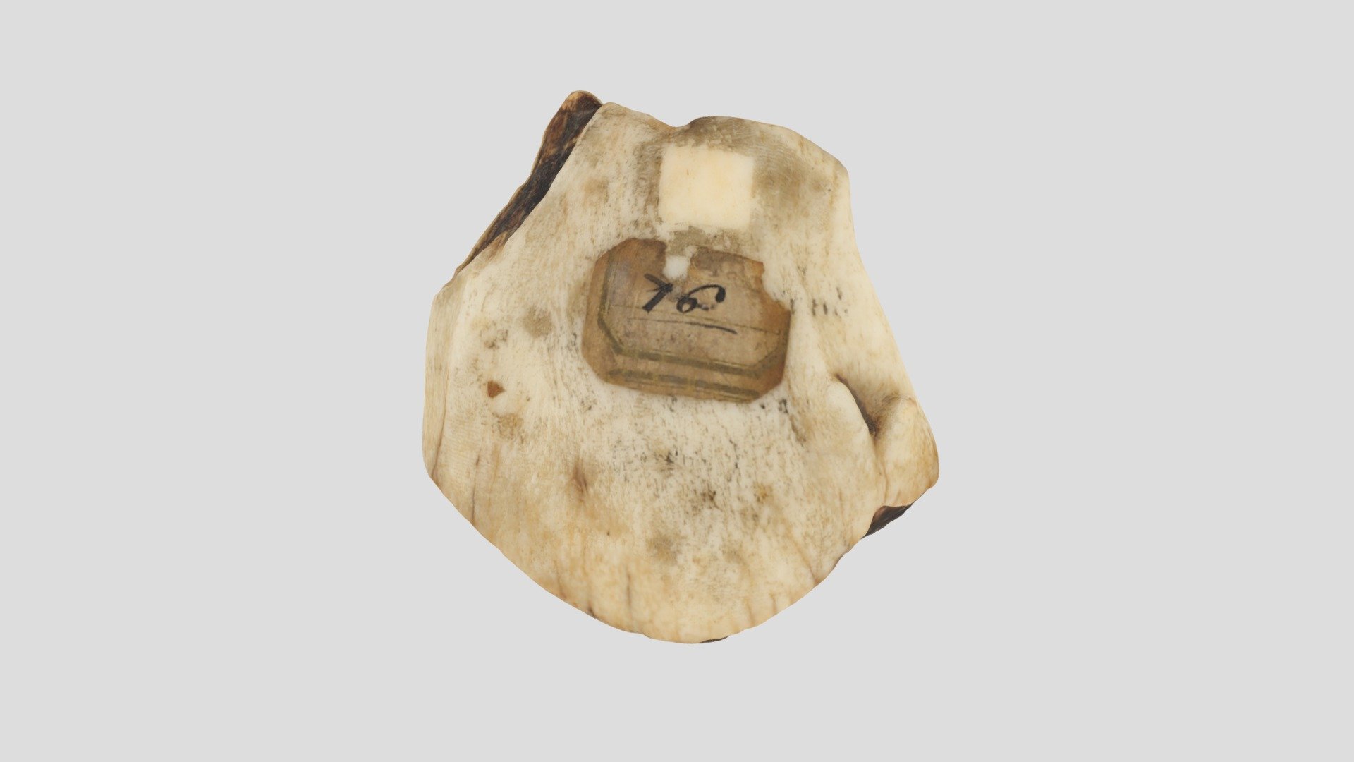 Pleistocene rhinoceros teeth - 3D model by SMA-UniGe [21b3add] - Sketchfab