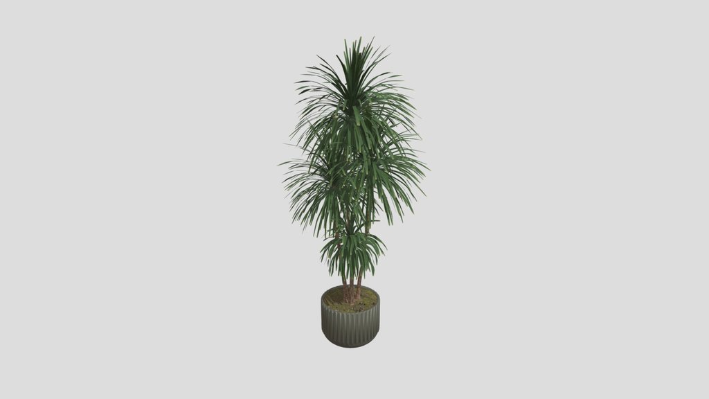 Plant