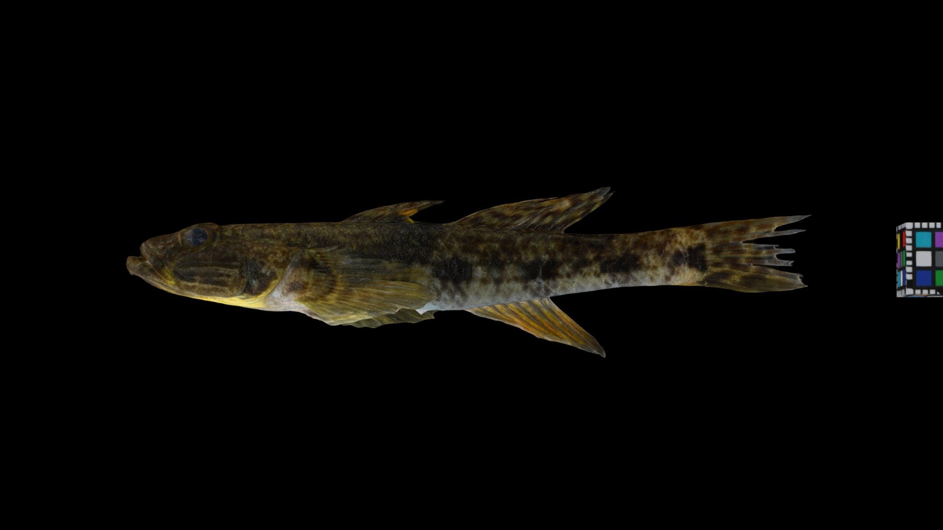 イワハゼ Celebes Goby, Glossogobius celebius