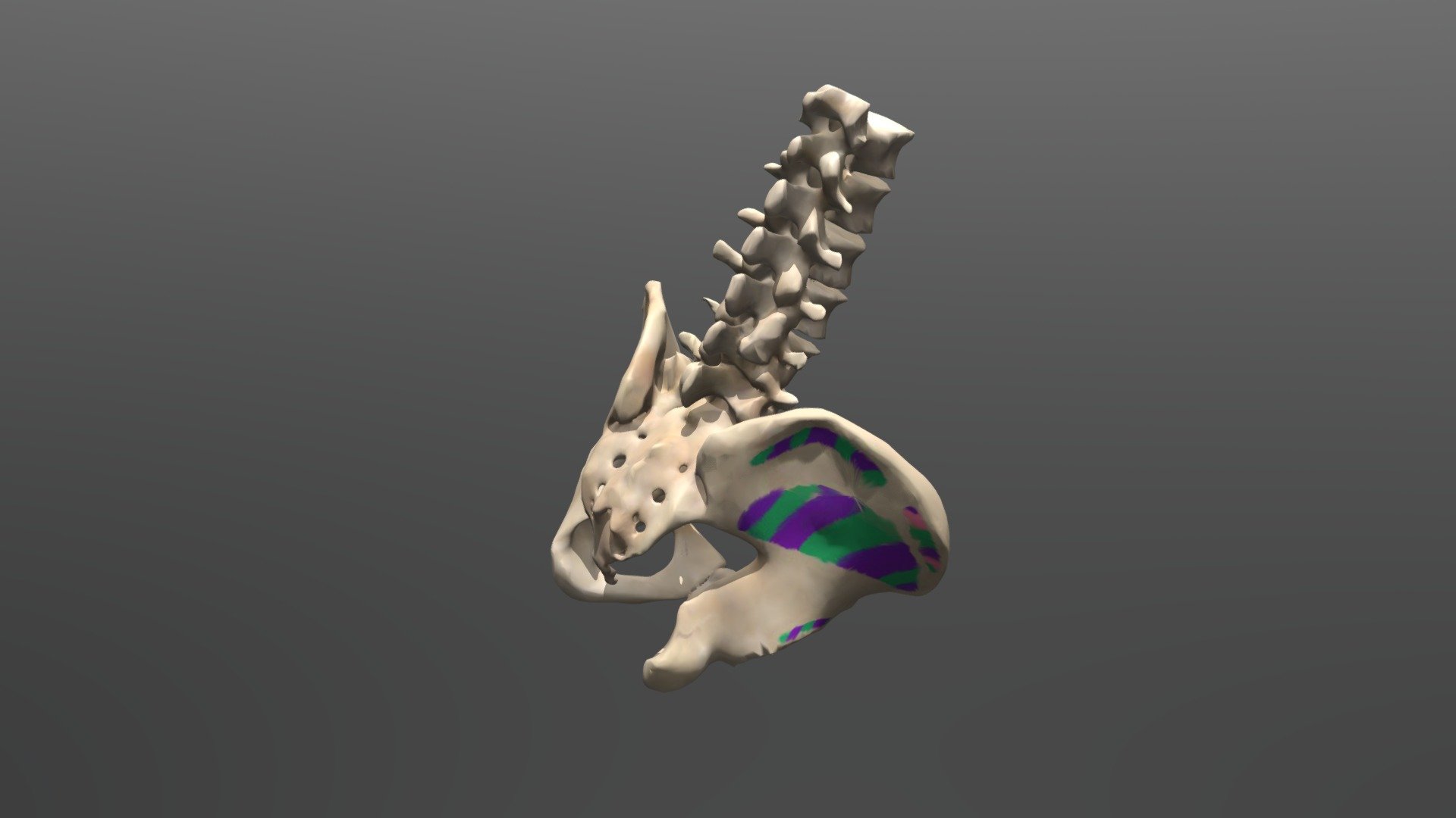 Medical Hip Rotation_Green
