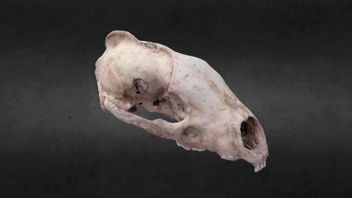 Meles meles cranium 3D Model