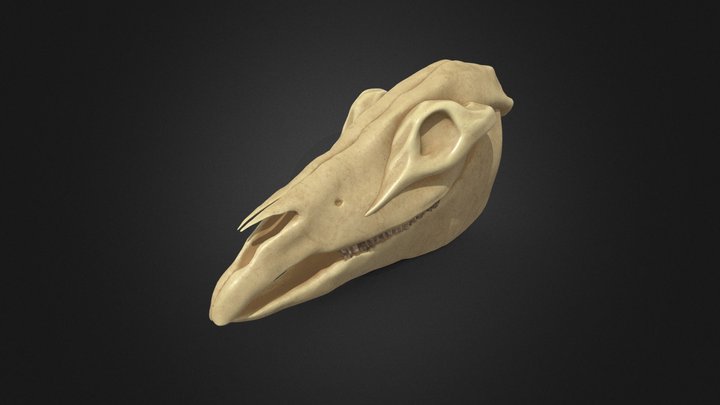 Horse skull 3D Model