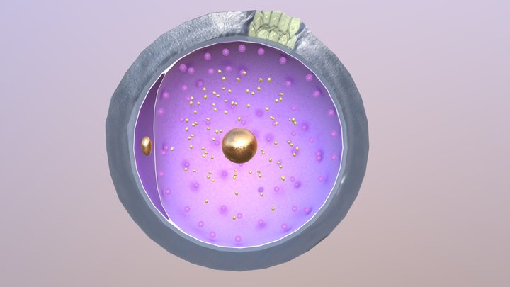 Human Egg Cell 3D Model
