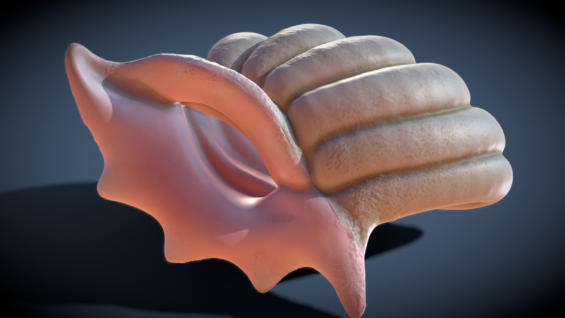3D model MerMay 2020 – Shell - This is a 3D model of the MerMay 2020 - Shell. The 3D model is about a close-up of a human hand.