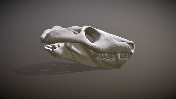 Thrinaxodon liorhinus 3D Model