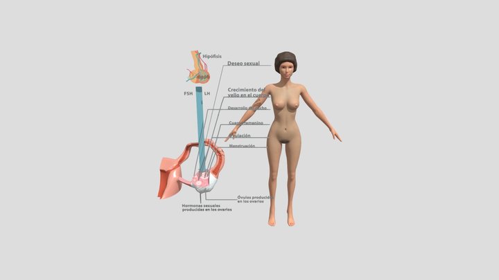 Mujer Proceso Hormonal. 3D Model