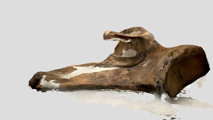 Mastodon scapula 3D Model