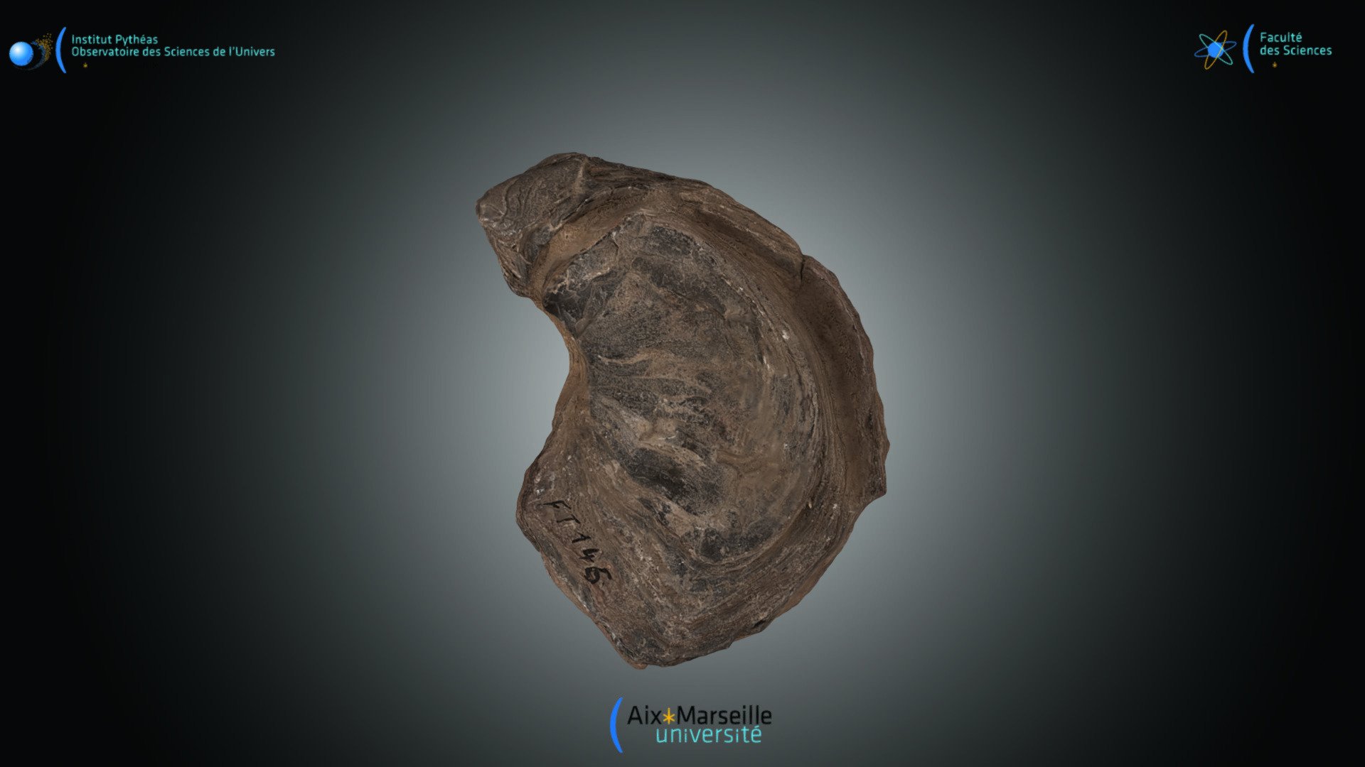 Bivalve - Ostrea sp.
