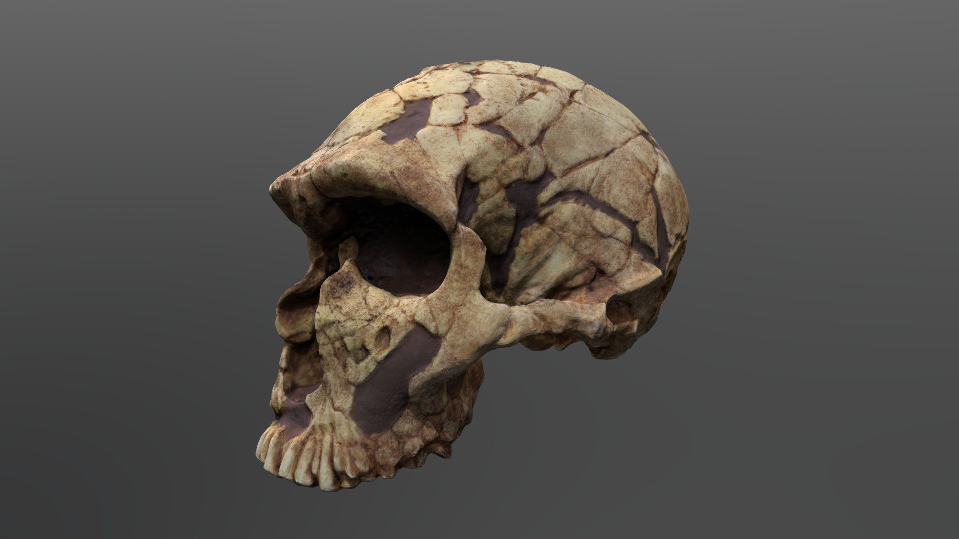 Homo neanderthalensis Cranium (La Ferrassie)