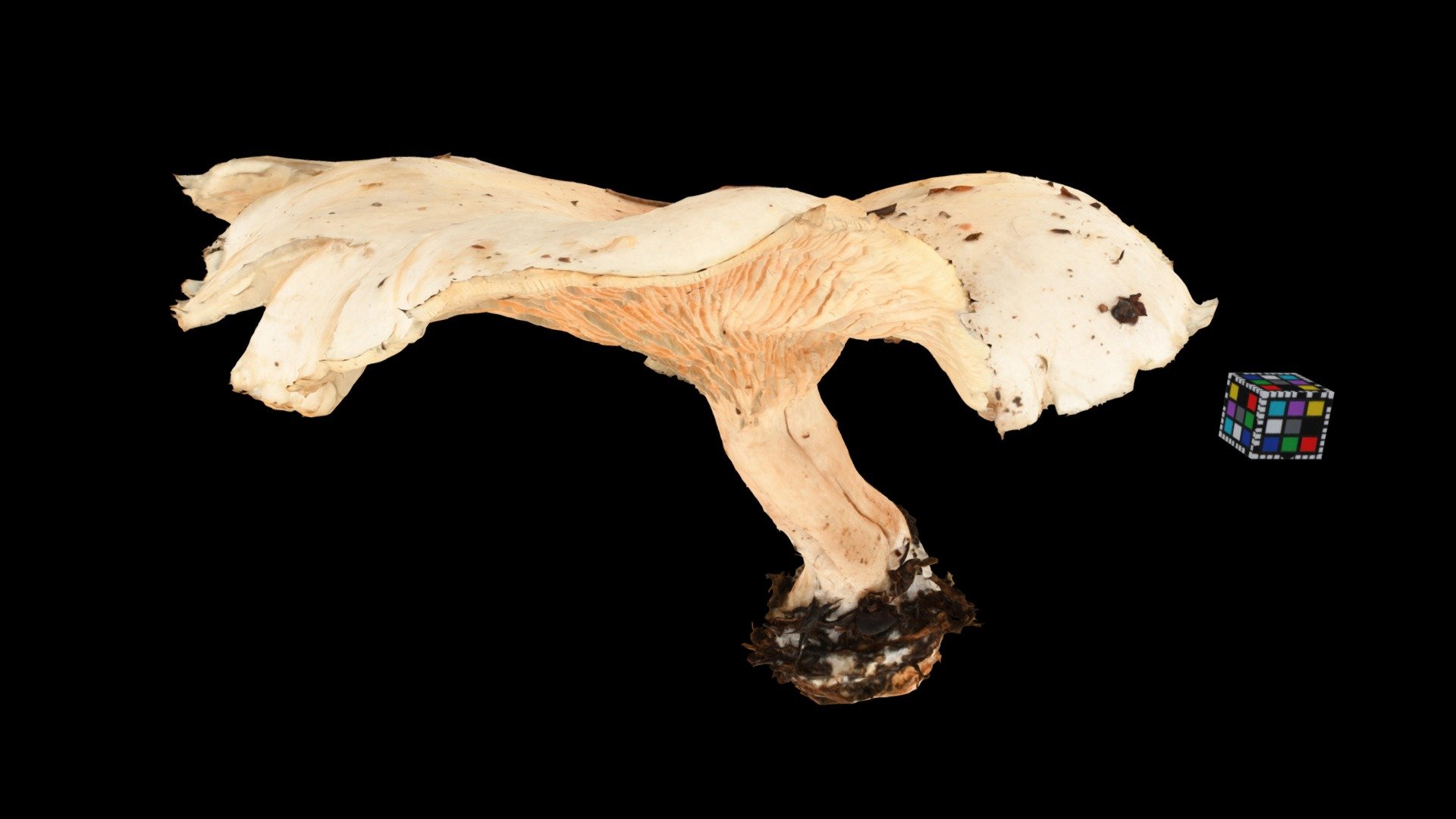 ヒカゲウラベニタケ？？ Clitopilus prunulus