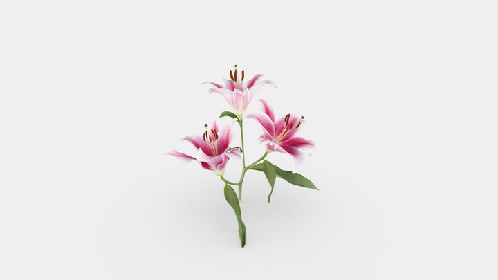 Red Lillies 3D Model