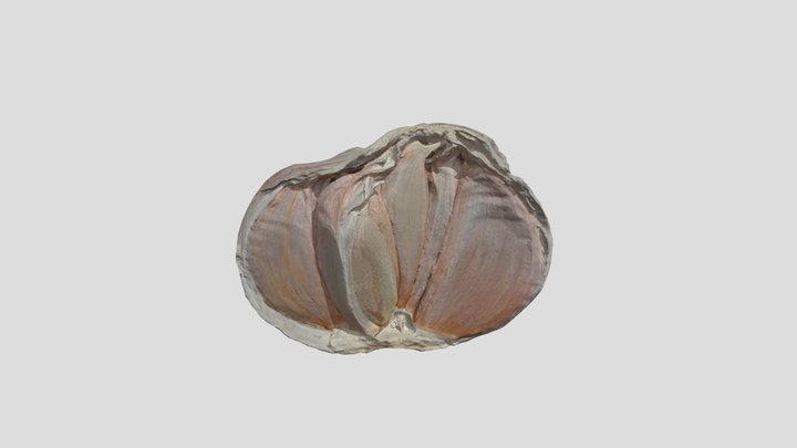 Allium Sativum – Gratis 3D-model STL