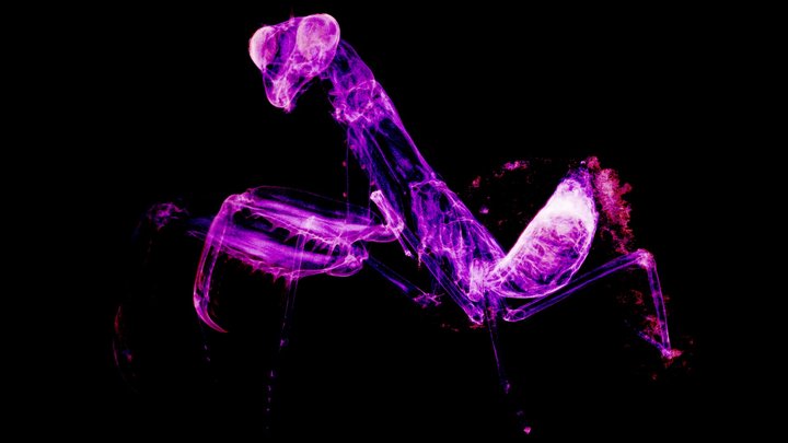 Mantis religiosa - CT Scan - Point cloud 3D Model