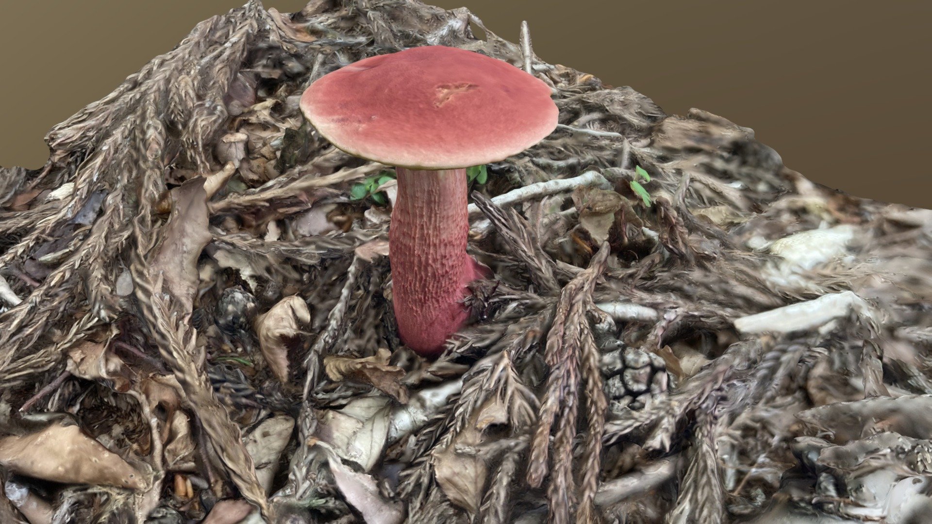 Heimiella Japonica （ベニイグチ） — Sketchfab embed 3D viewer