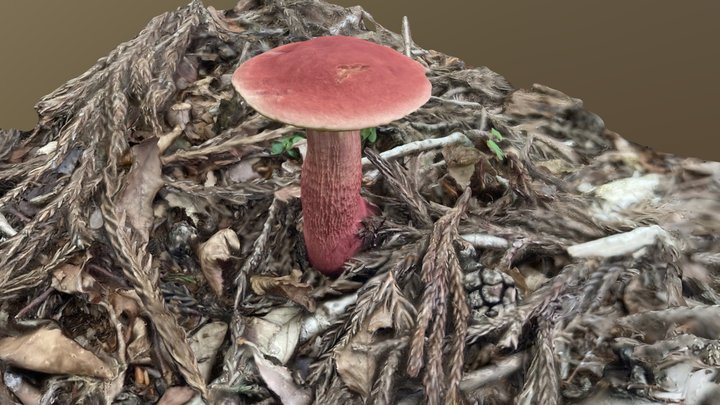 Heimiella Japonica （ベニイグチ） 3D Model