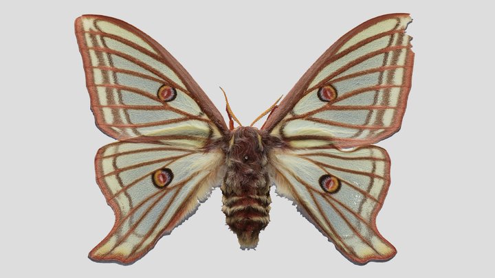 YPM ENT.983490 Moon moth, Graellsia isabellae – Kostenloses 3D-Modell STL