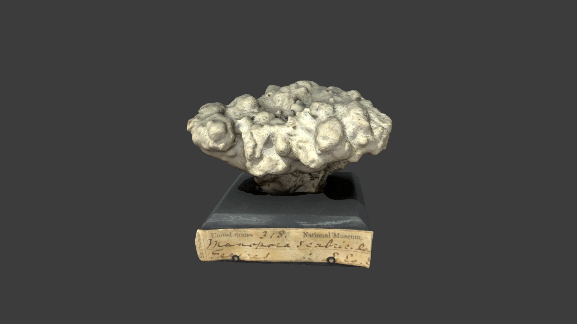 Manopora scabricula