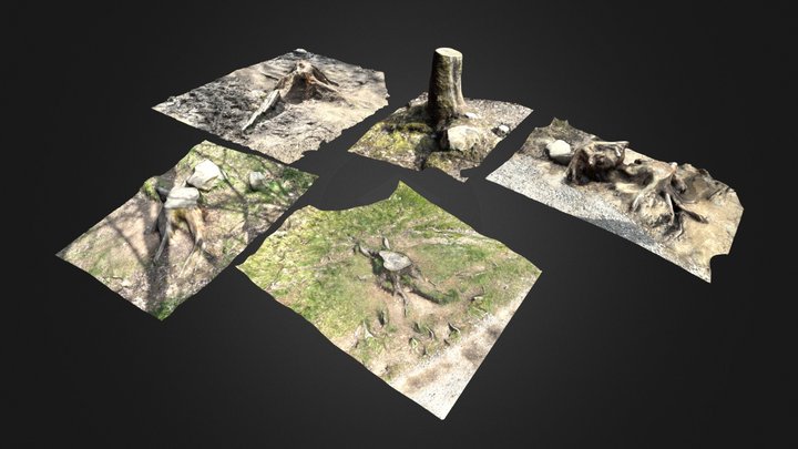Collection of Tree Stumps 3D Model
