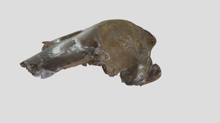 Skull of Macrauchenia 3D Model