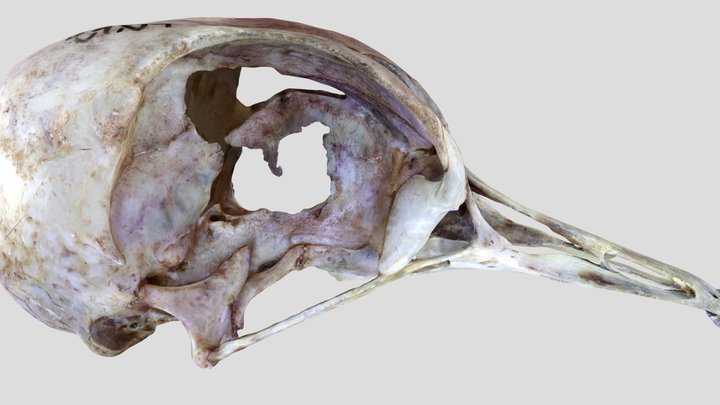 UWYMV:Bird:6022, Columba livia, Crania