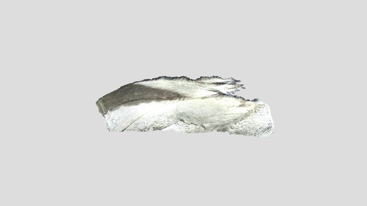 Microscopic Photogrammetry Feather 3D Model