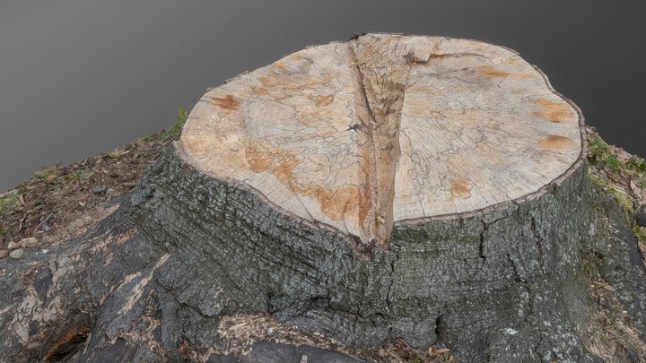 Beech tree stump 3D Model