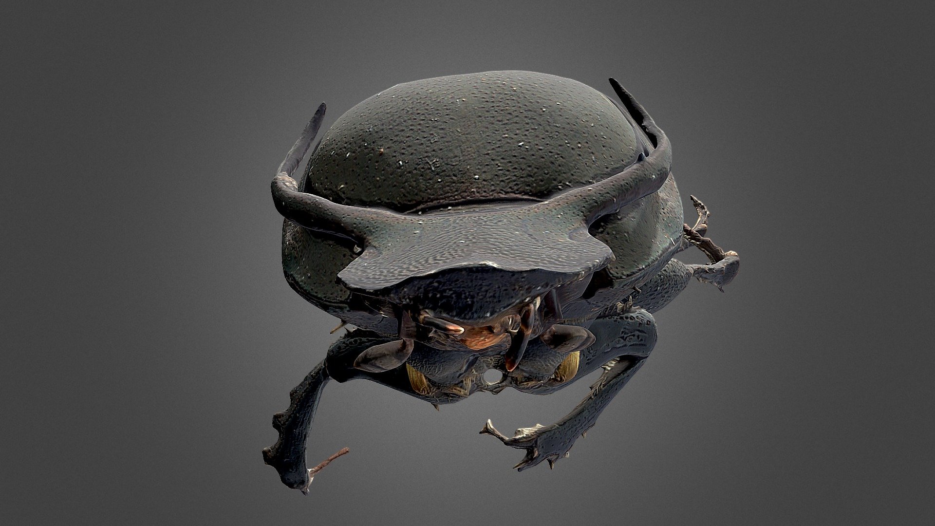 Ontophagus taurus