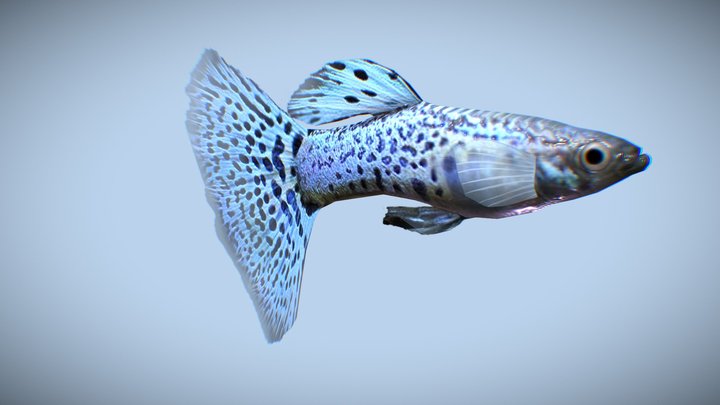 Guppy Fish 3D Model