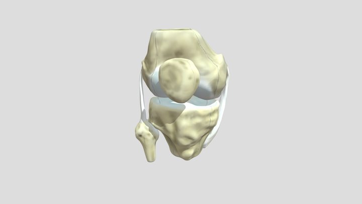 kneemodel 3D Model