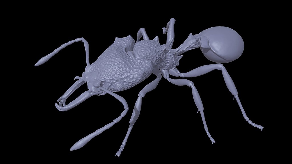 Microdaceton_tibialis