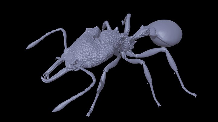 Microdaceton_tibialis – Kostenloses 3D-Modell STL